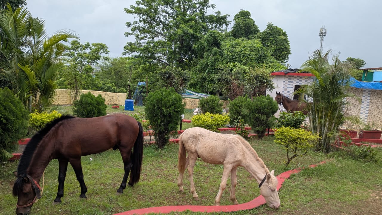 Garden & Horses